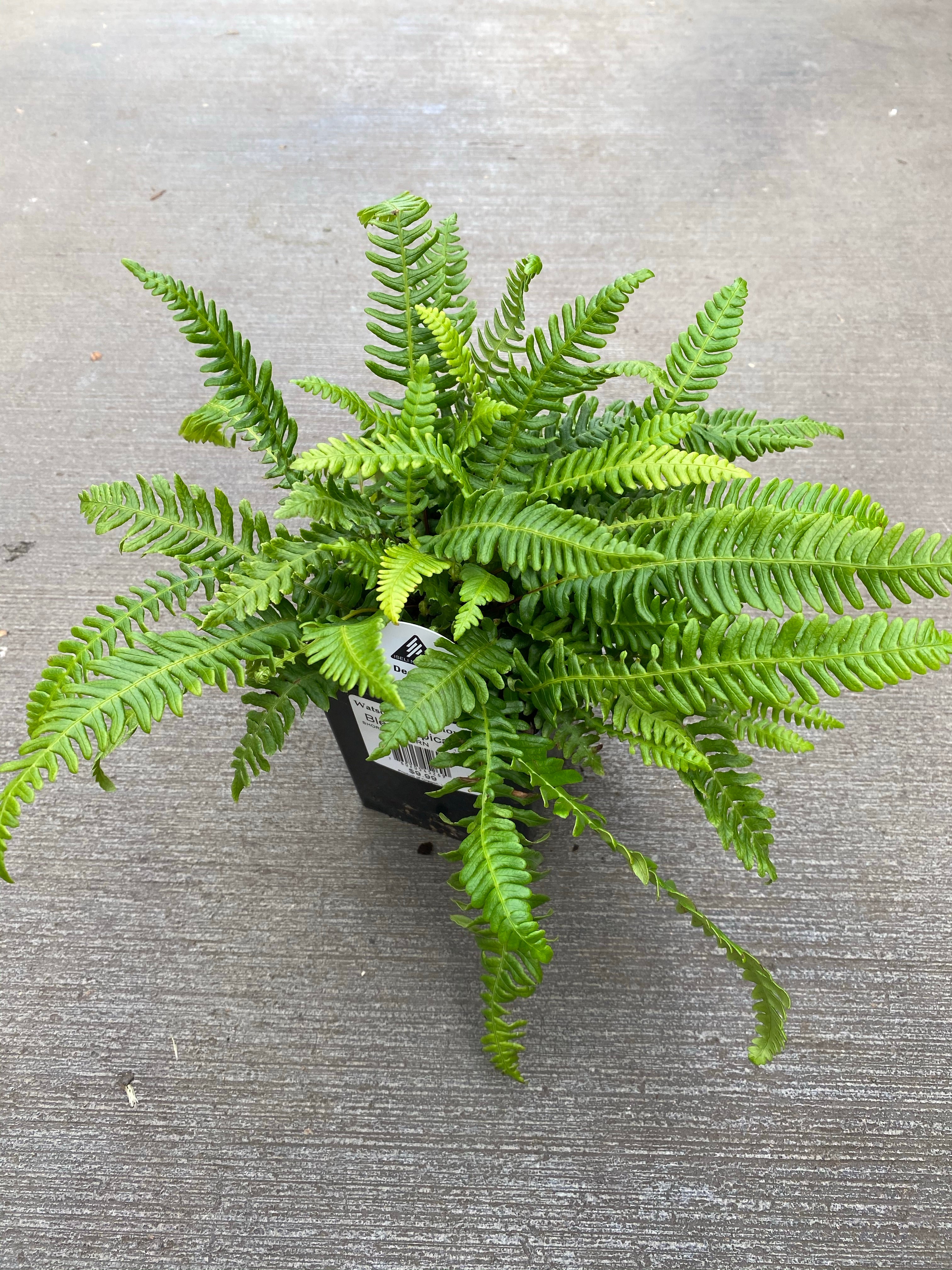 Blechnam Deer Fern 1G